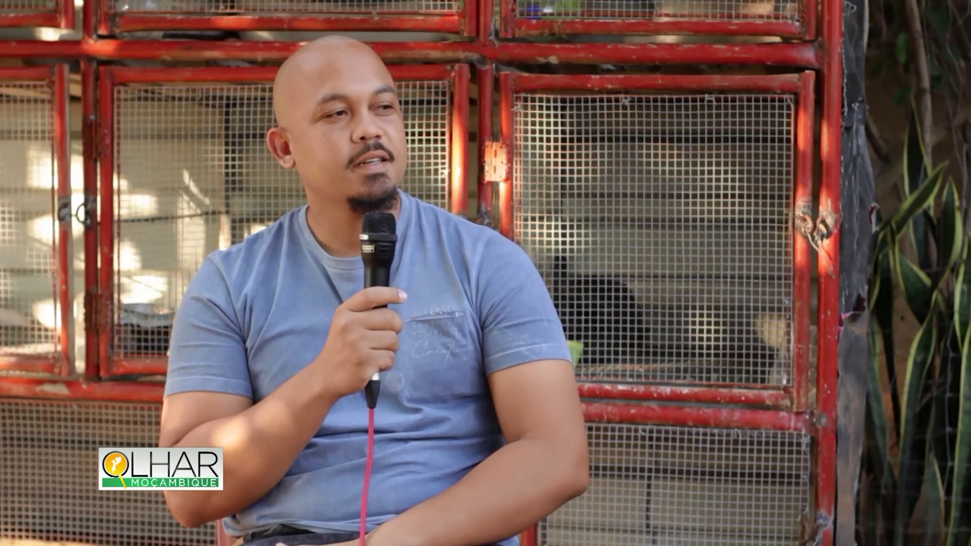 Desafios do empreendedorismo pecuário em Gaza