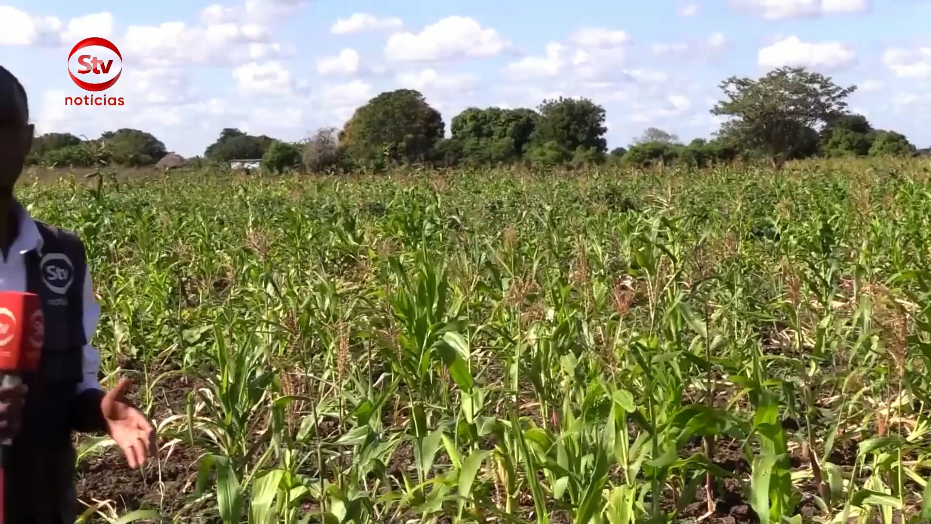 Recomeçar da agricultura em Chókwè