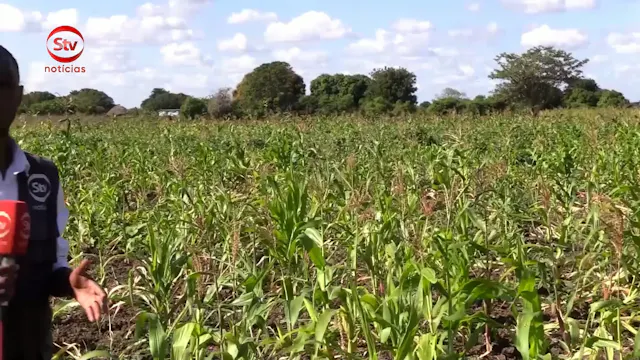 Recomeçar da agricultura em Chókwè