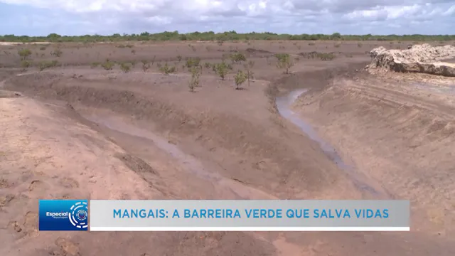 Destruição floresta de Mangal em Inha...