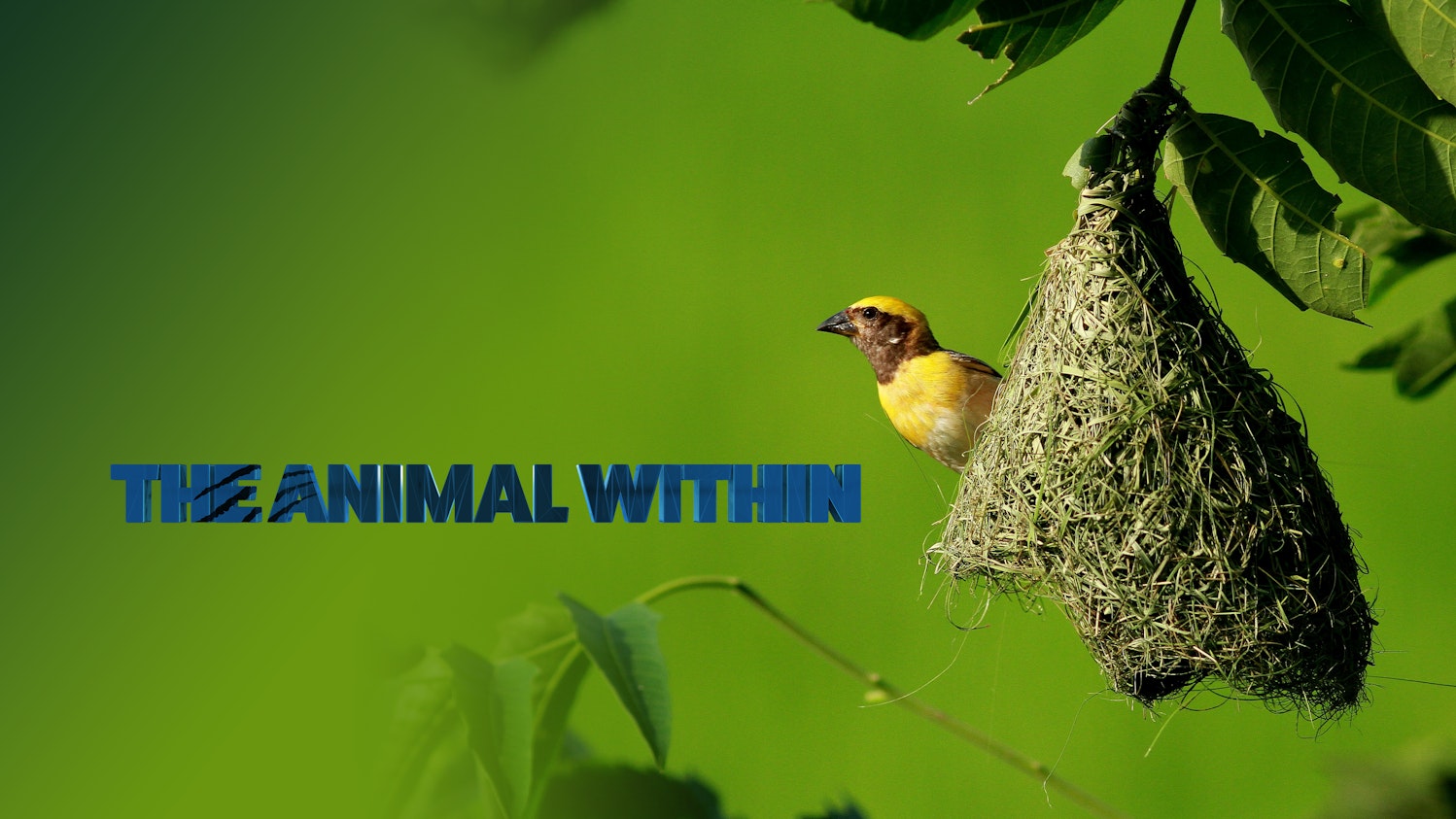 The Animal Within