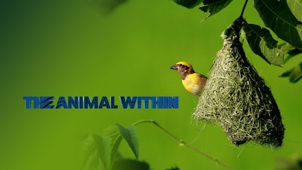 Animal Within; The