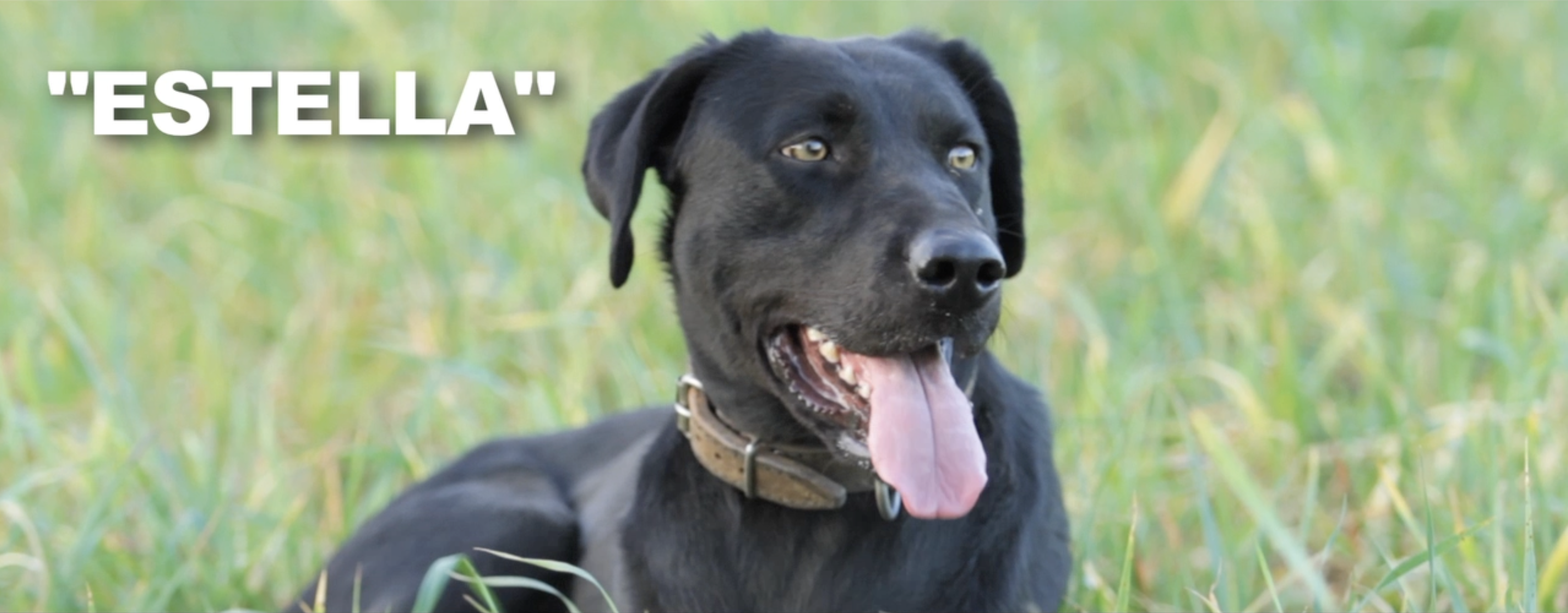 HISTÒRIES DE SA ROQUETA