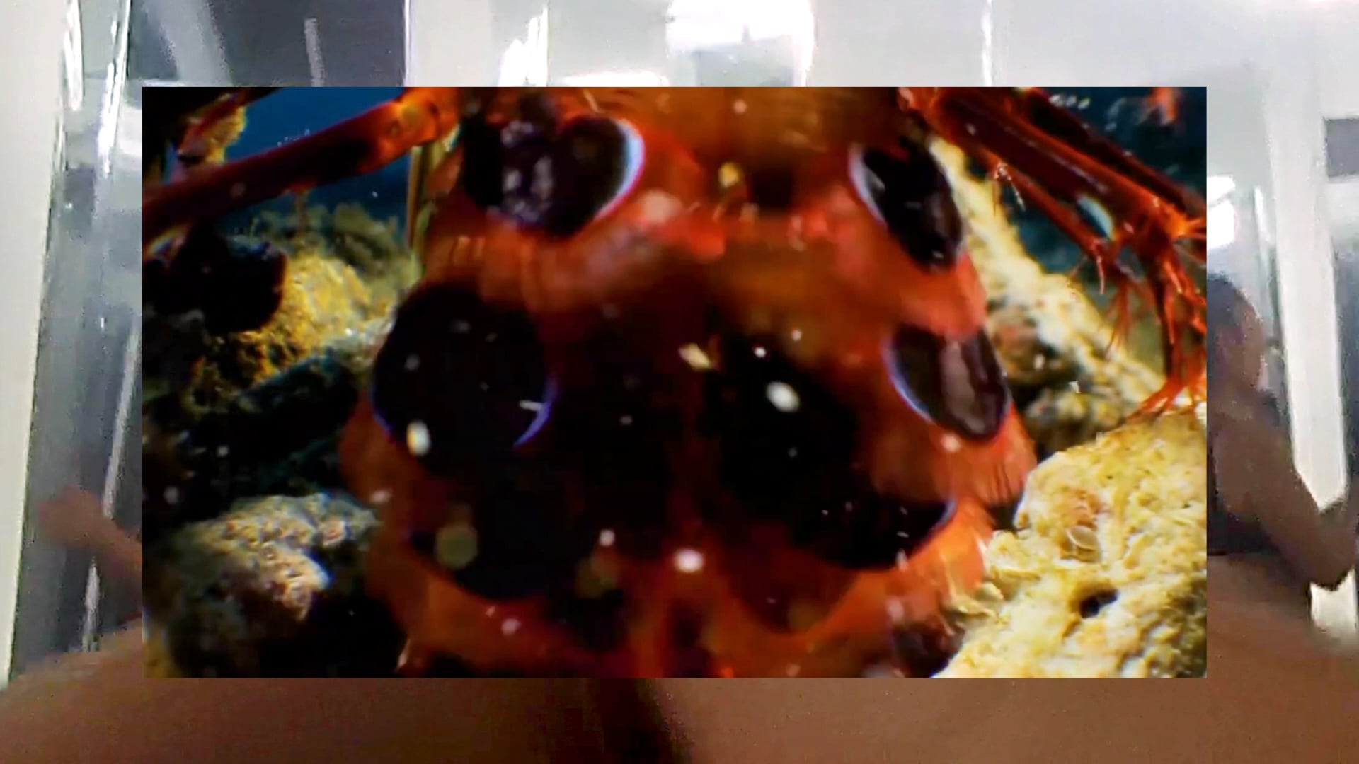 Caroline Garcia - Force of a .22 Calibre Bullet | Returning - Chapter 1