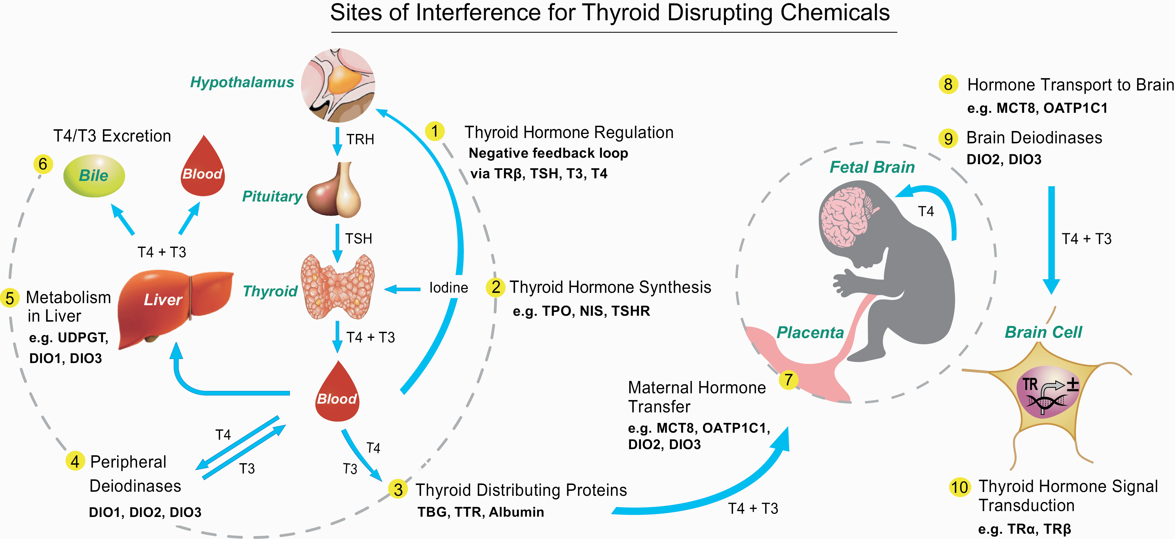 Tireoide e neurodesenvolvimento