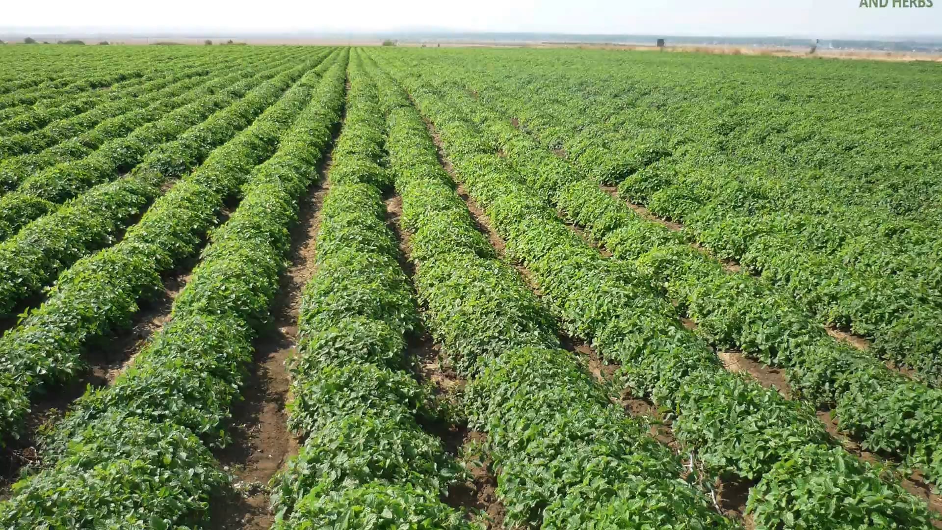 Quantidade de plantas