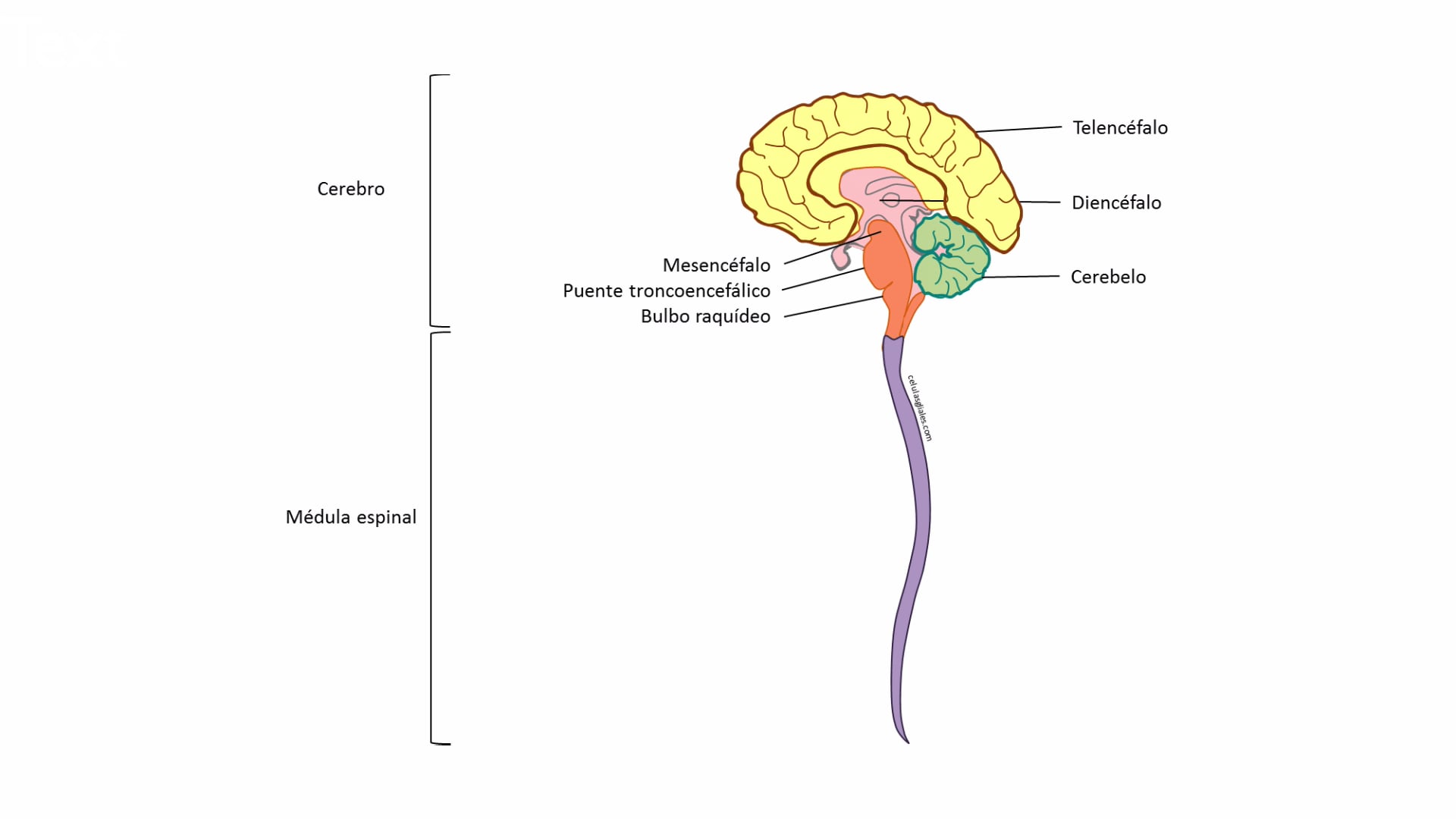 Sistema nervoso - parte 3