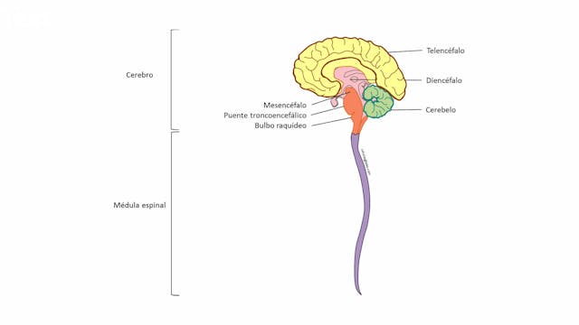 Sistema nervoso - parte 3