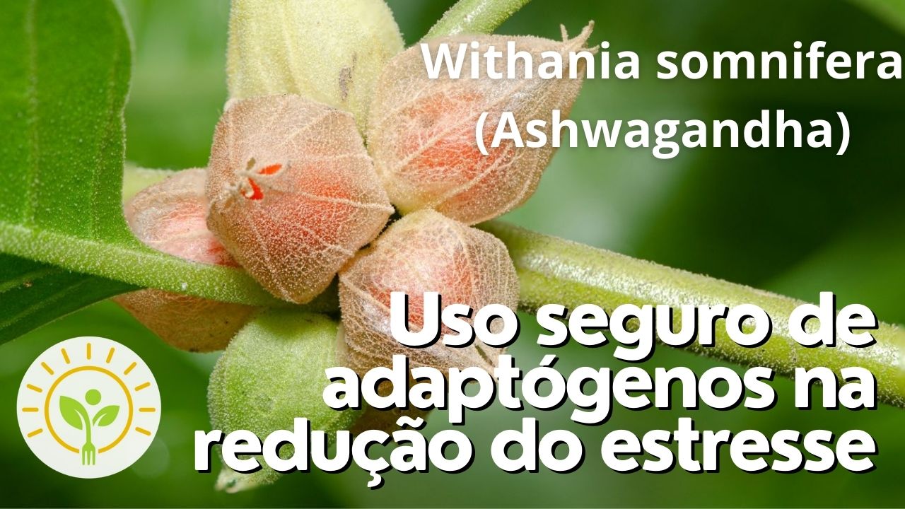 Plantas do Ayurveda: Ashwagandha (Withania somnifera)