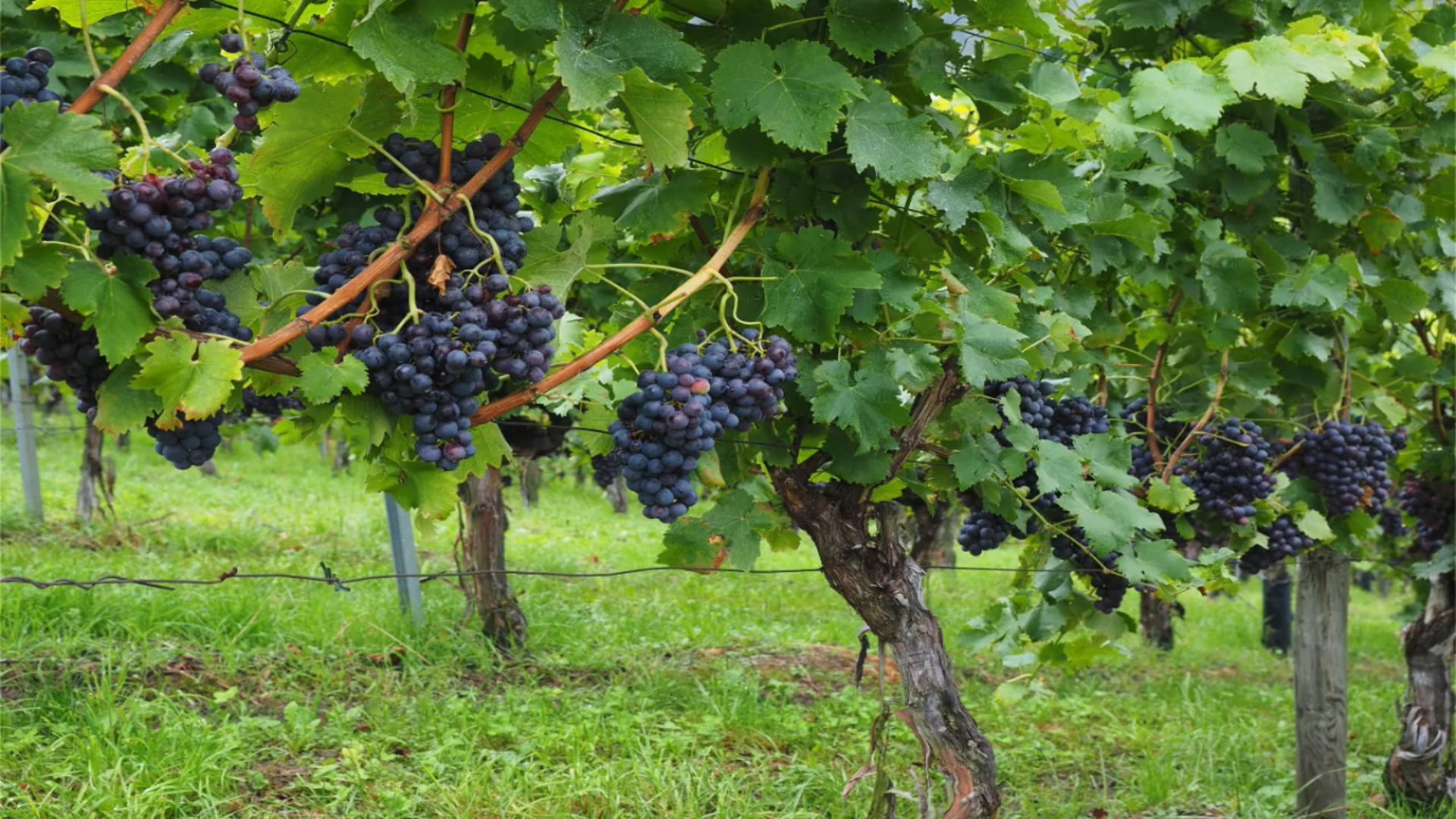 vitis vinifera