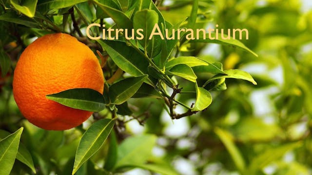 Citrus aurantium