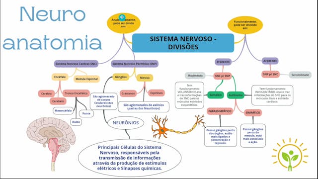 Neuroanatomia