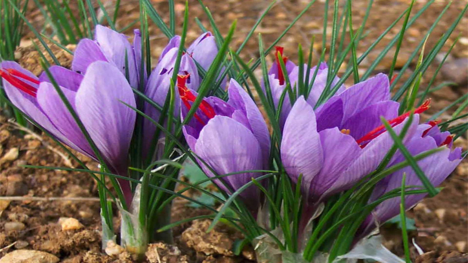 Crocus sativus