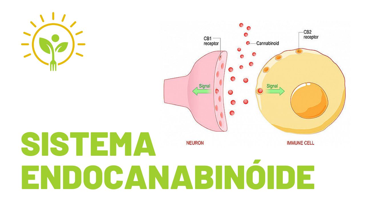 PARTE 3 - SISTEMA ENDOCANABINÓIDE