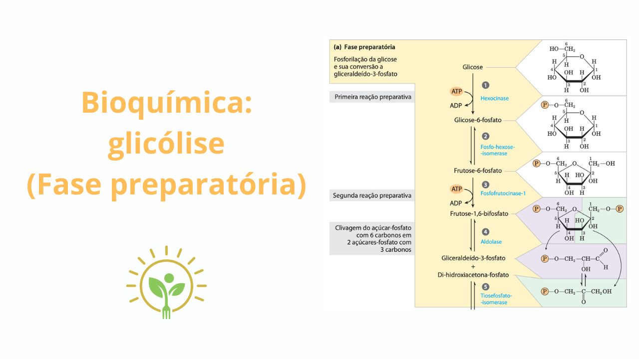 Glicólise - parte 1