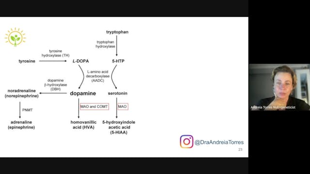 Aula 5 - Síntese de neurotransmissores
