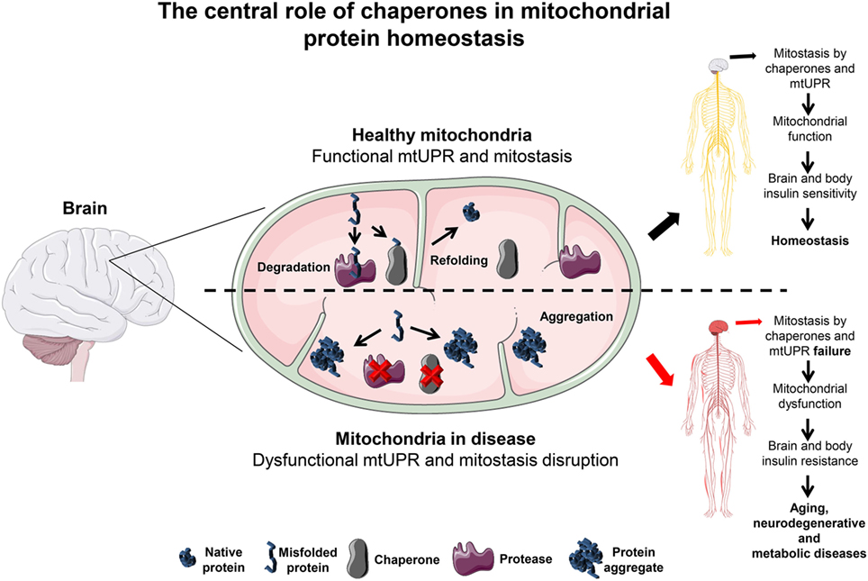Chaperonas e antienvelhecimento
