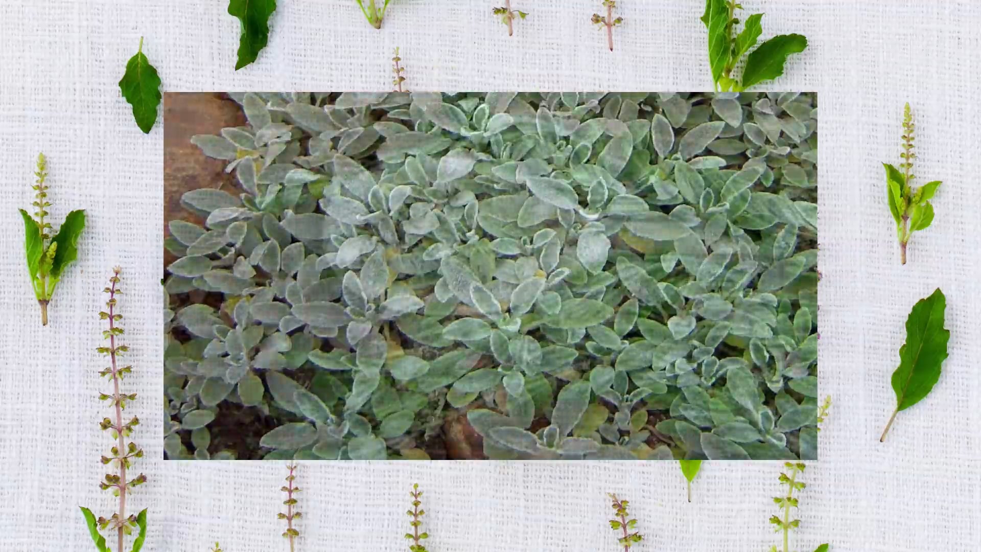 Óleos essenciais (parte 1)