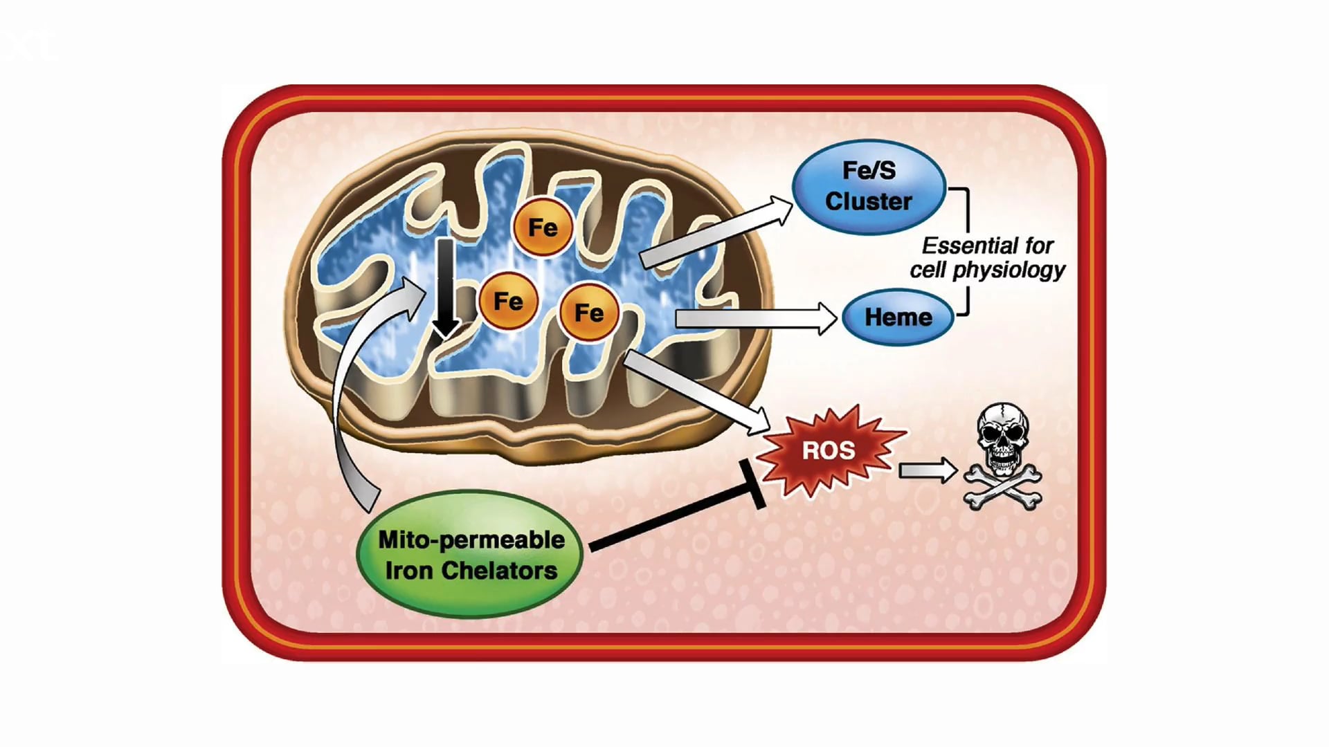 Anemia  por deficiência de cobre