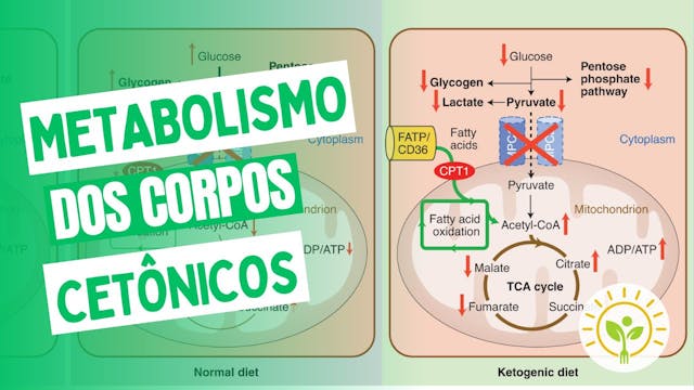 Metabolismo dos corpos cetônicos