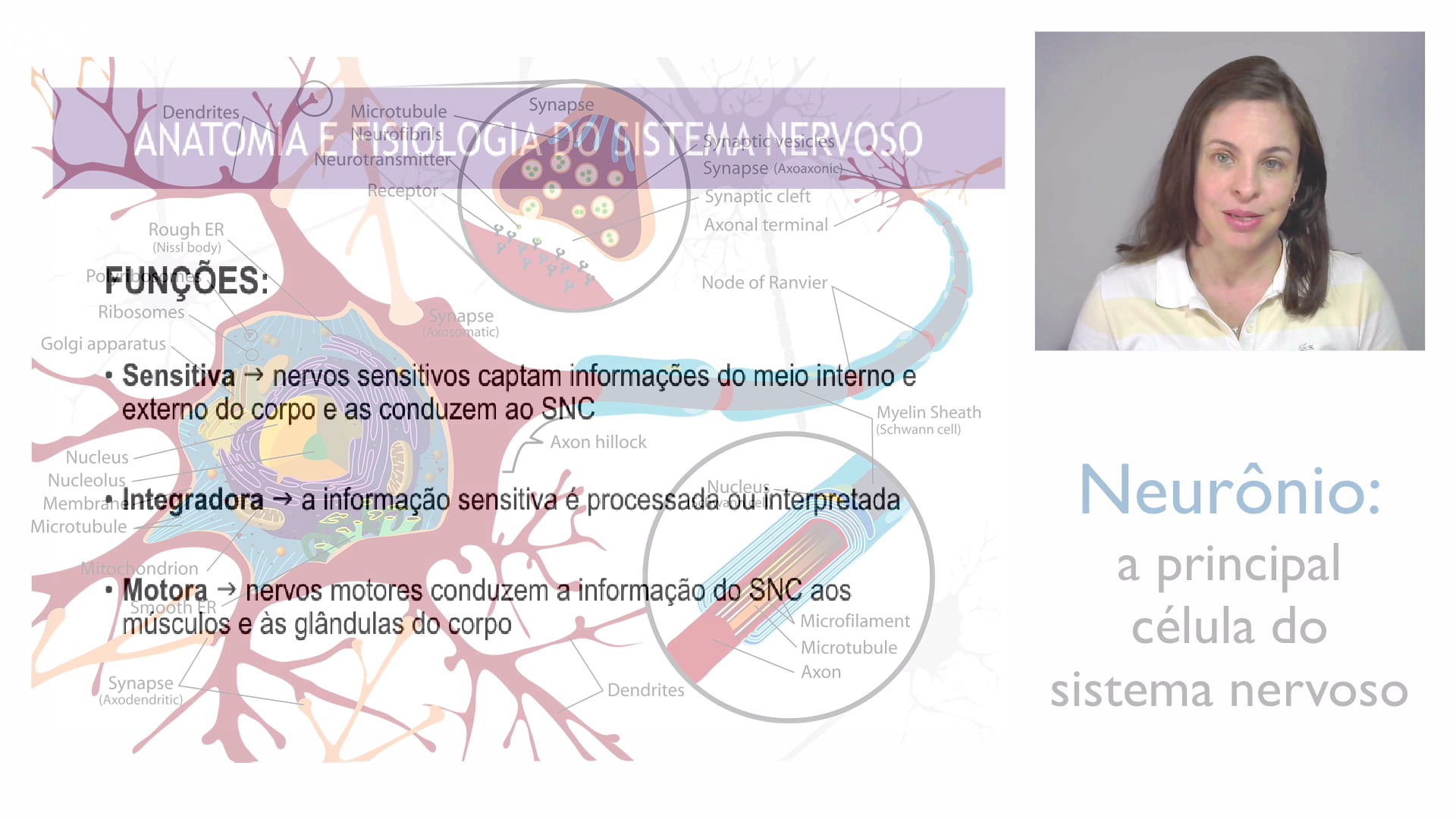 Sistema nervoso - vídeo 1