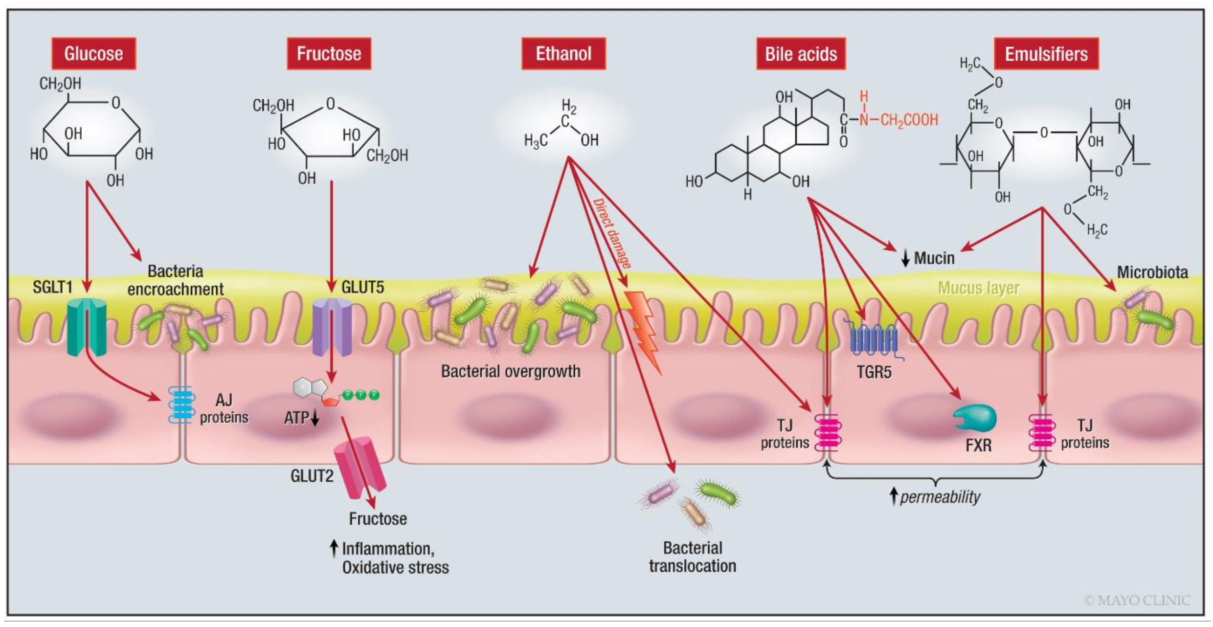 Fatores que influenciam a permeabilidade intestinal