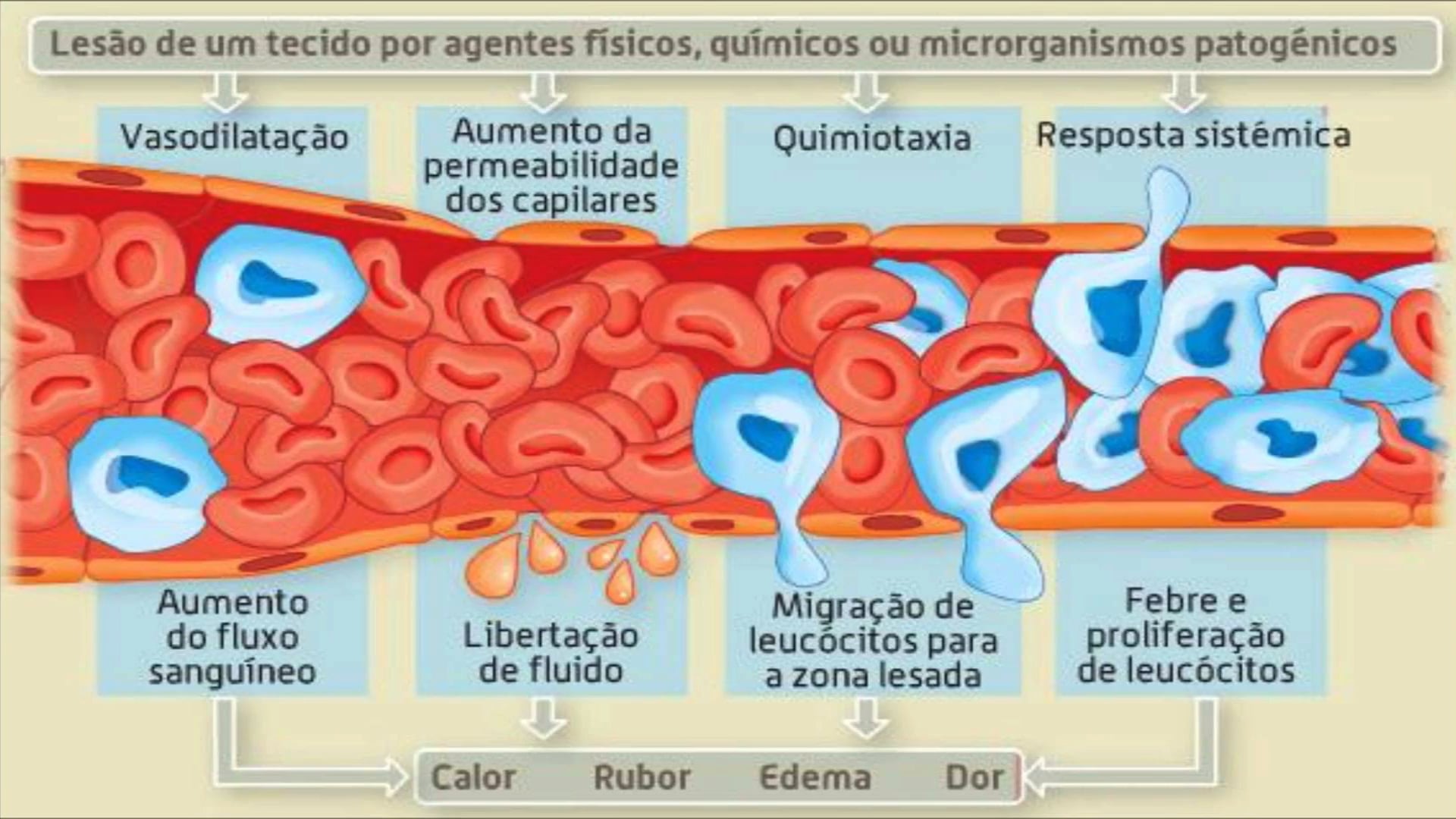 Inflamação