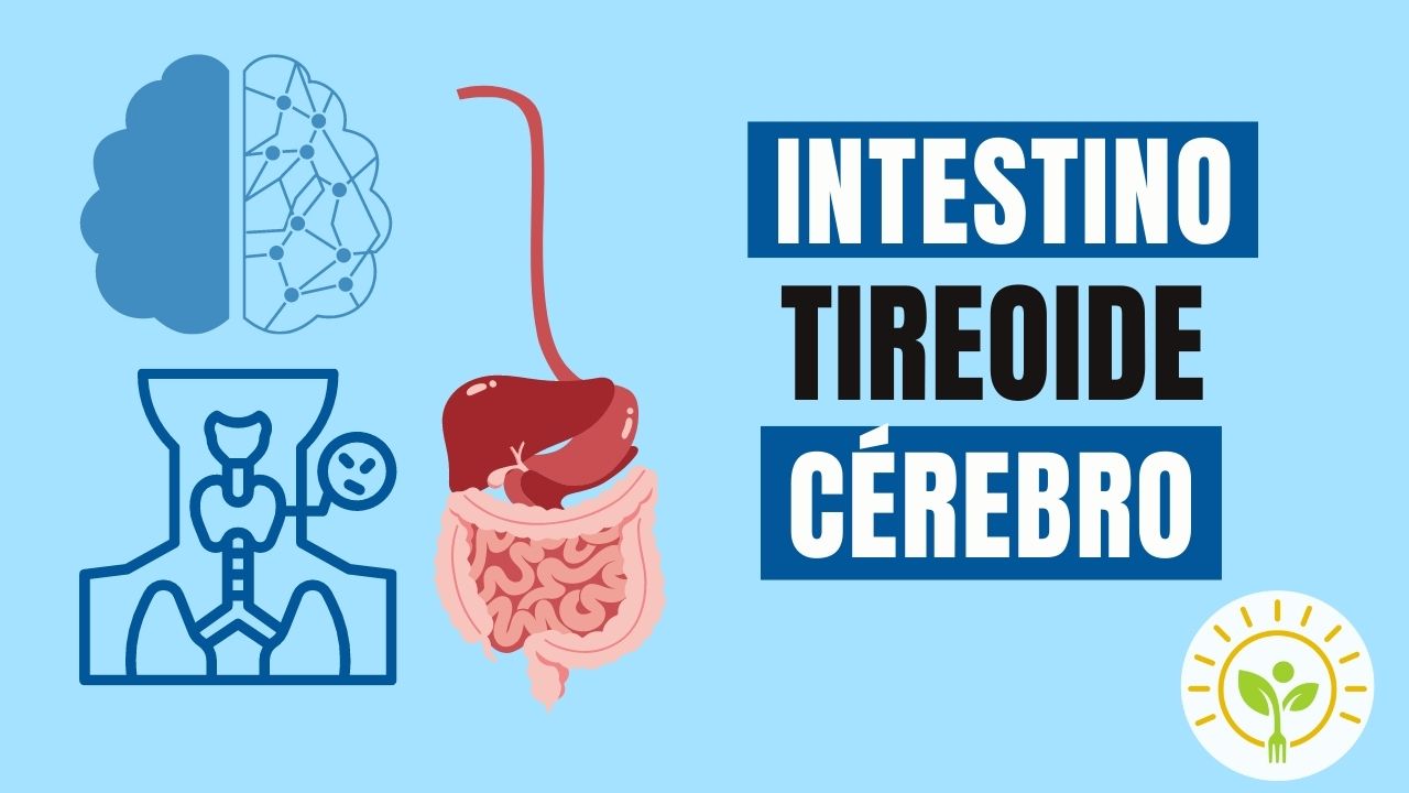 INTESTINO, CEREBRO, TIREOIDE