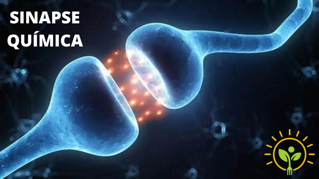 Sinapses químicas
