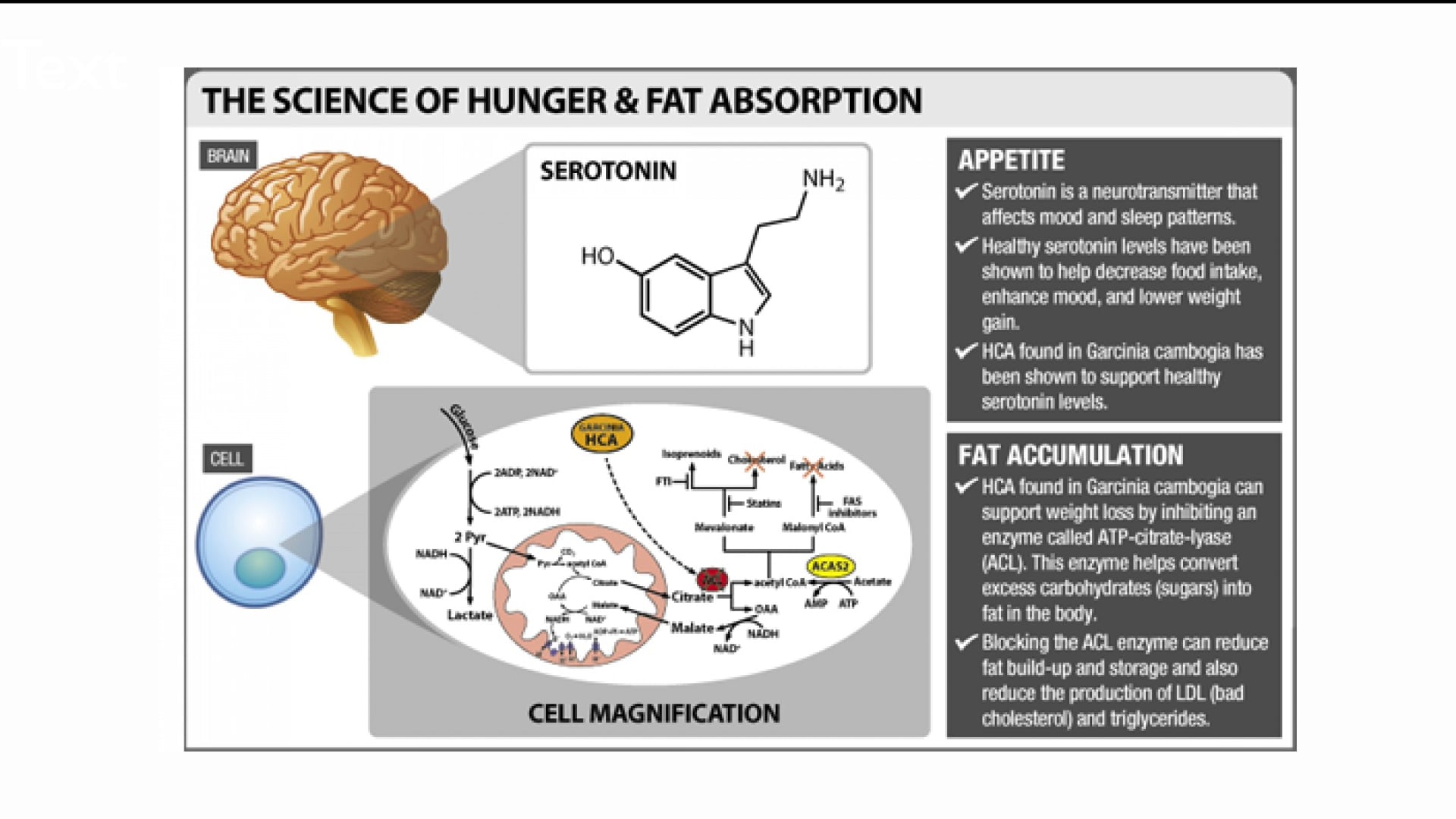 Neurotransmissores e comportamento alimentar