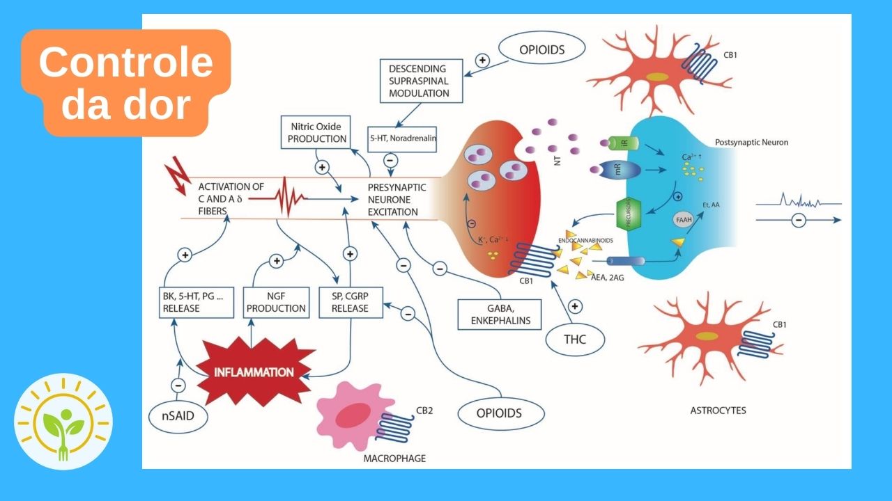 Canabinoides no tratamento da dor