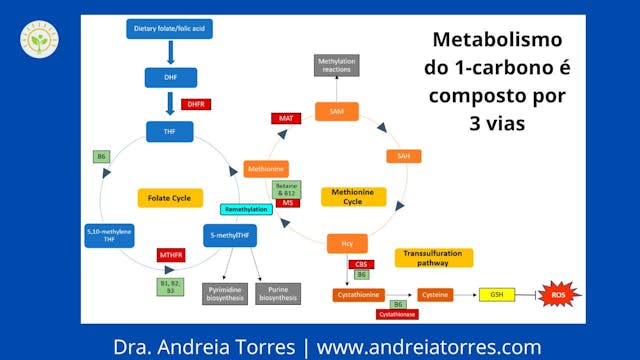 Ciclo do 1 carbono
