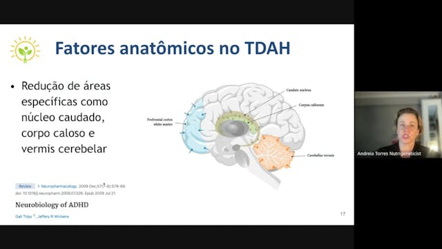 AULA 4 - NEUROANATOMIA