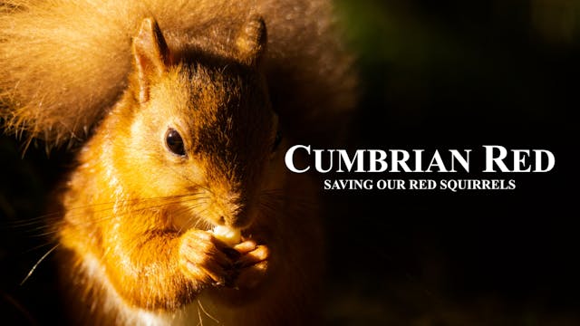 Cumbrian Red - Saving Our Red Squirrels ©Dir Terry Abraham 2023