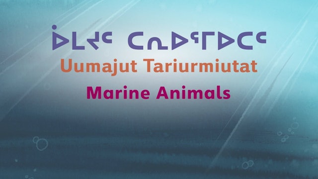 ᐆᒪᔪᑦ ᑕᕆᐅᕐᒥᐅᑕᑦ • Marine Animals