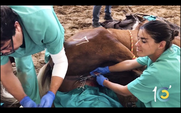 Episodio 22: Lea asiste en una operación a uno de sus caballos.