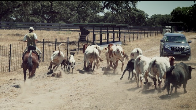 Episodio 3: Perera prepara los toros para la tienta