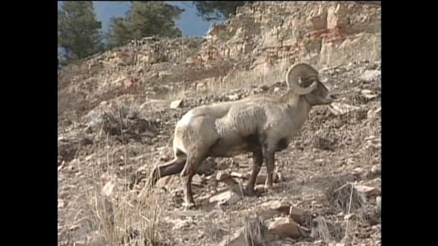 Sheep and Goats | Creation's Creatures