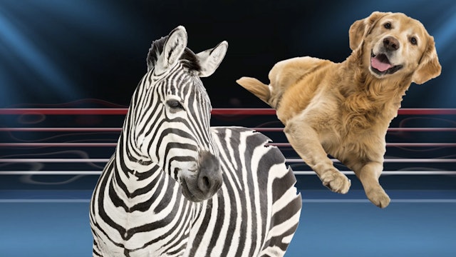 Flashbacks aka The Clip Show