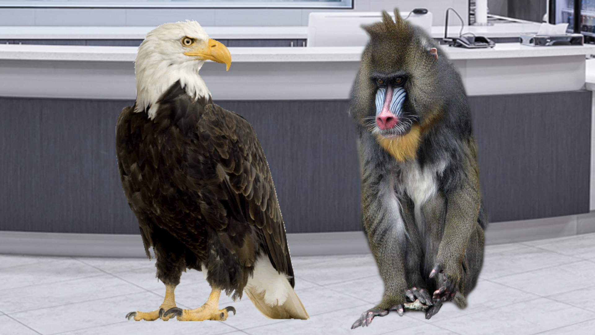 The Eagle Has Landed a Job