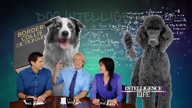 Dog Intelligence Levels