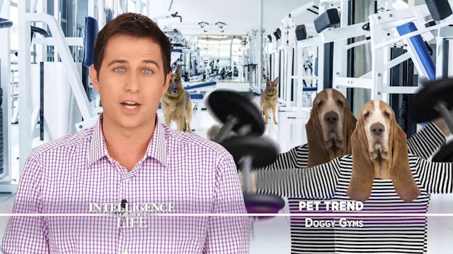 Gyms For Dogs