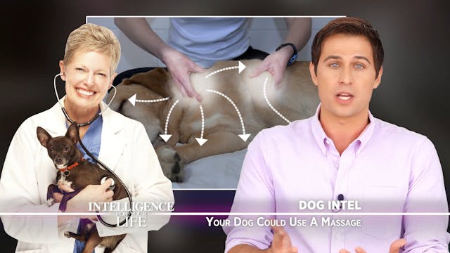 Your Dog Could Use A Massage