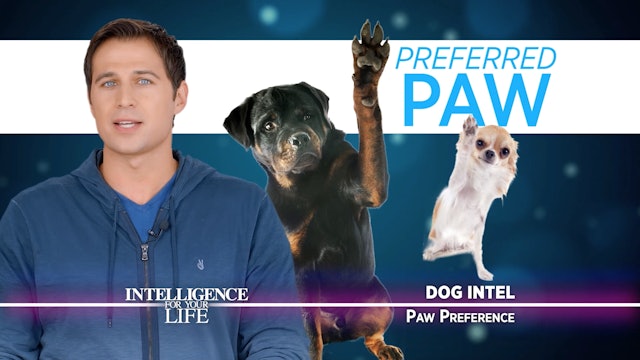 Dog Paw Preference