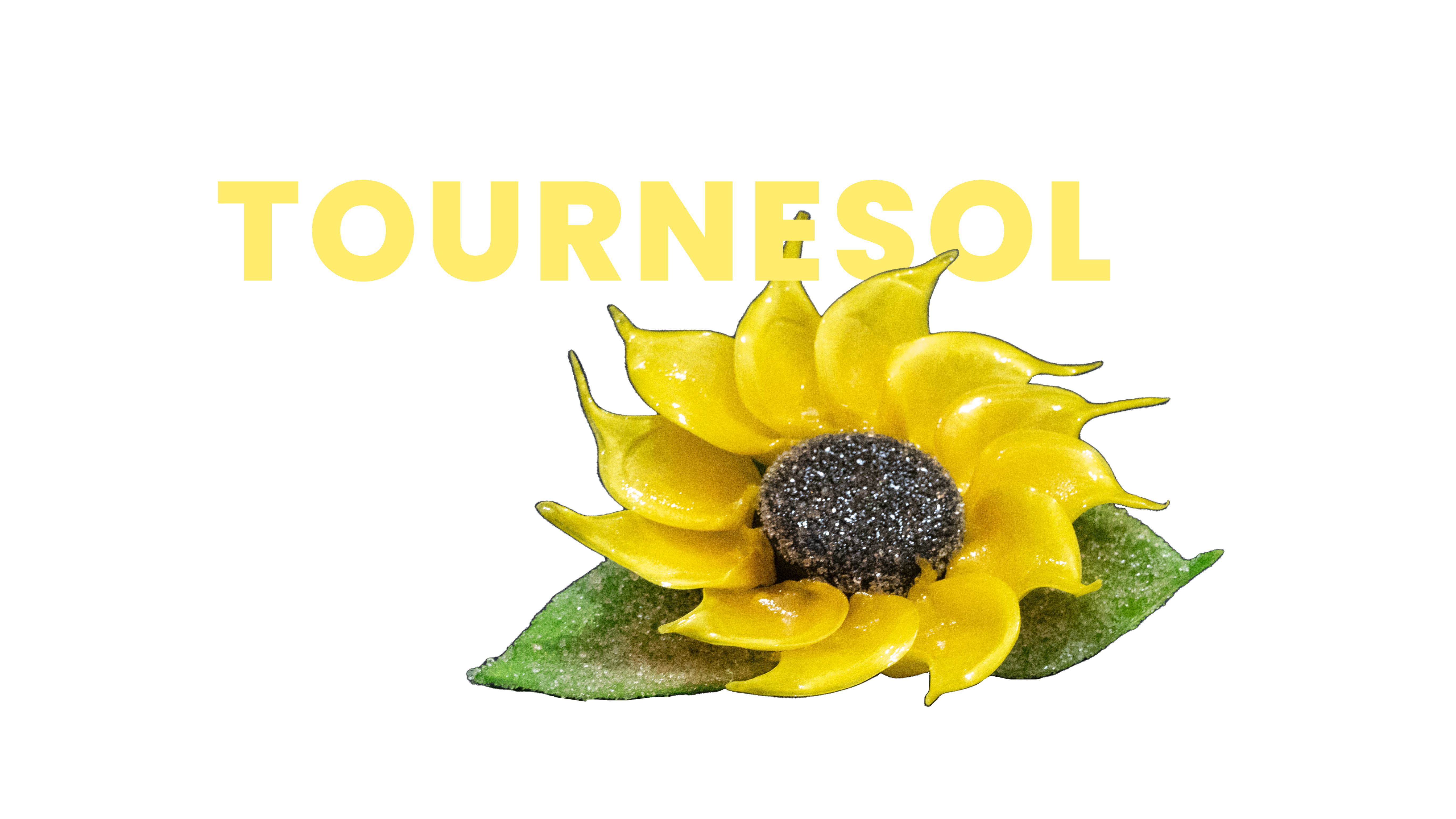 Tournesol