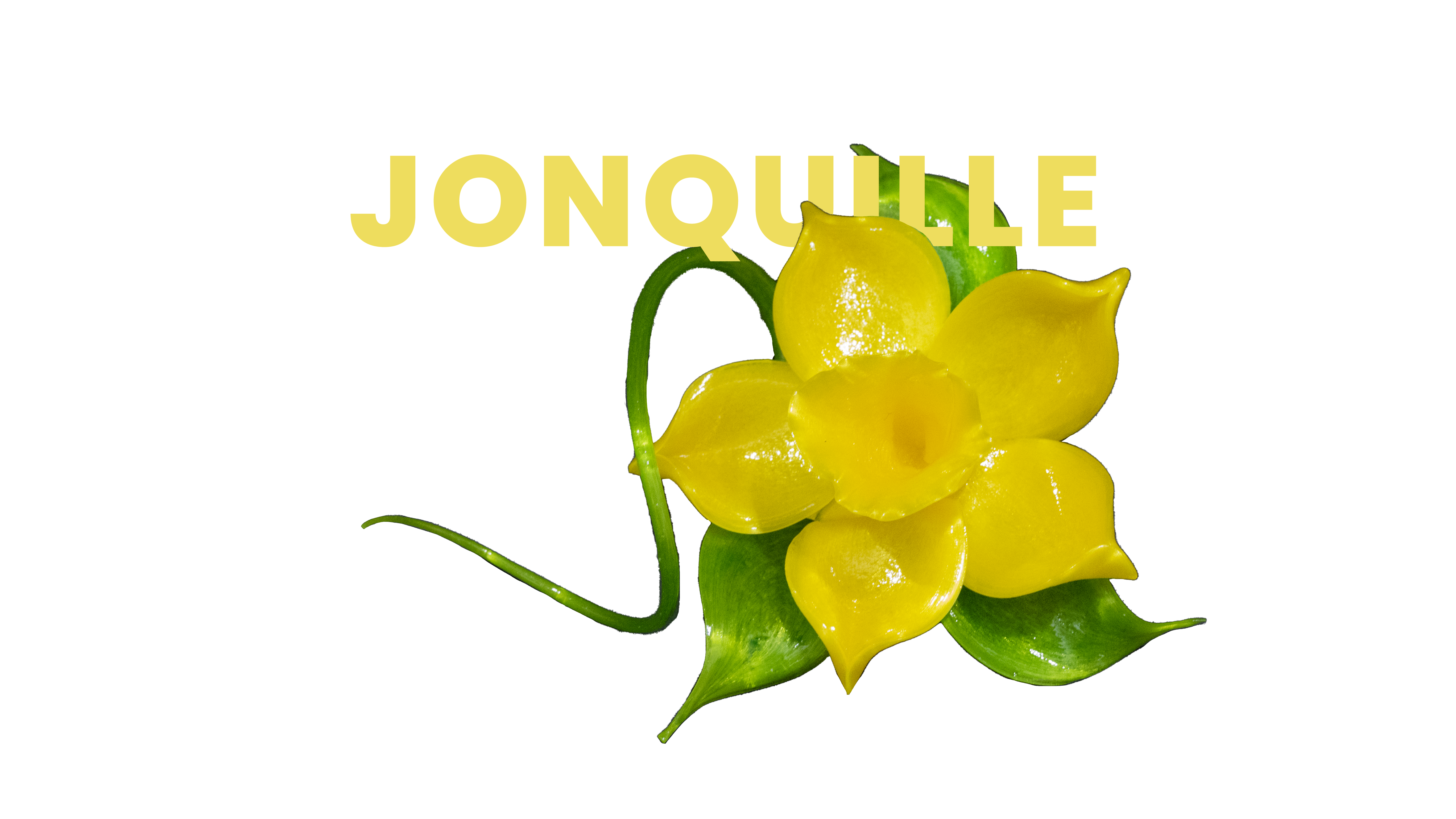 Jonquille