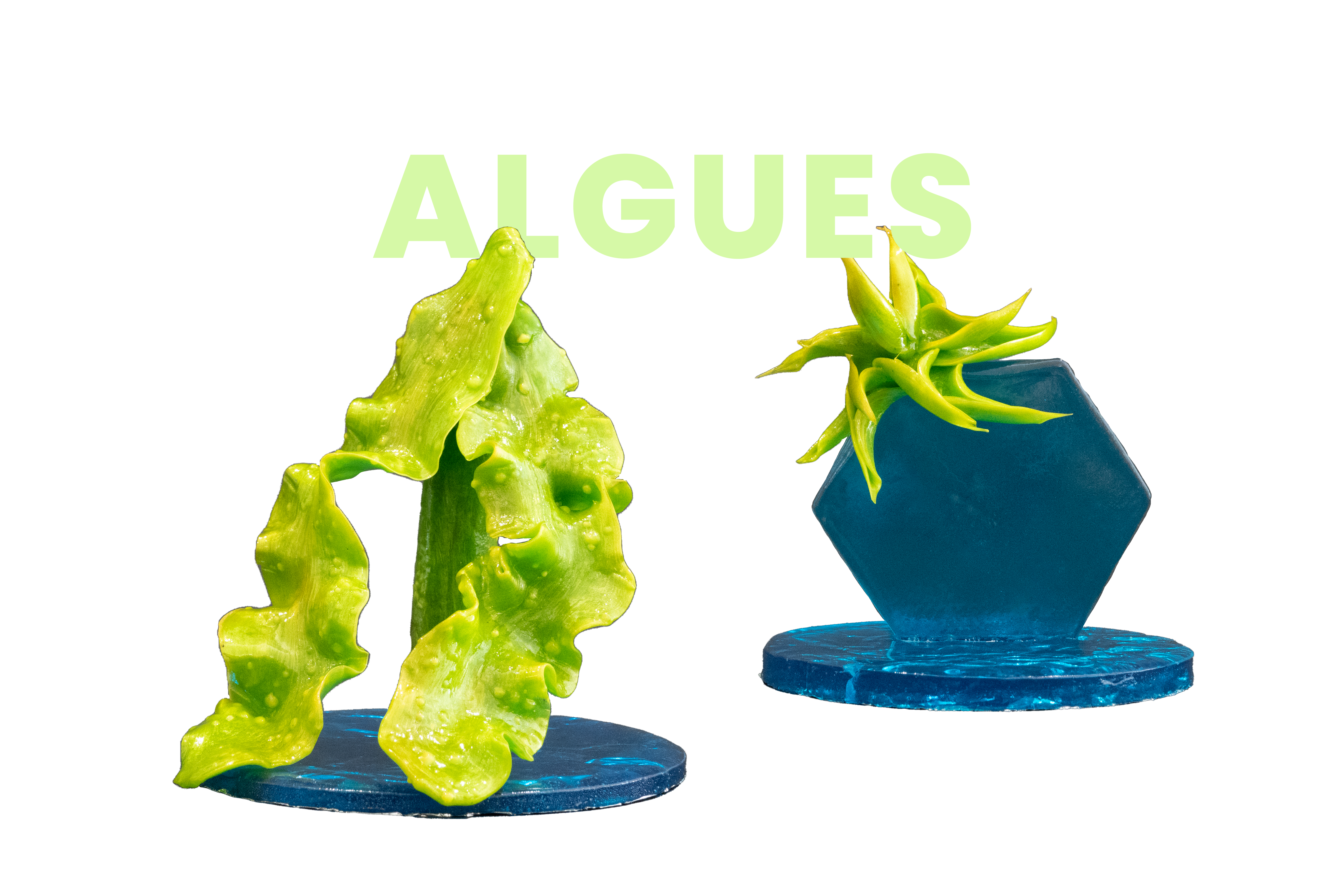 Algues