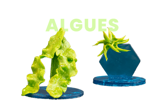 Algues