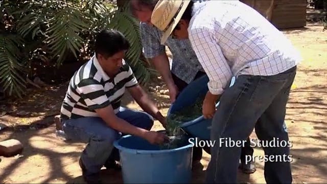 Natural Dye Workshop II: Colors of Latin America on Wool Fibers 