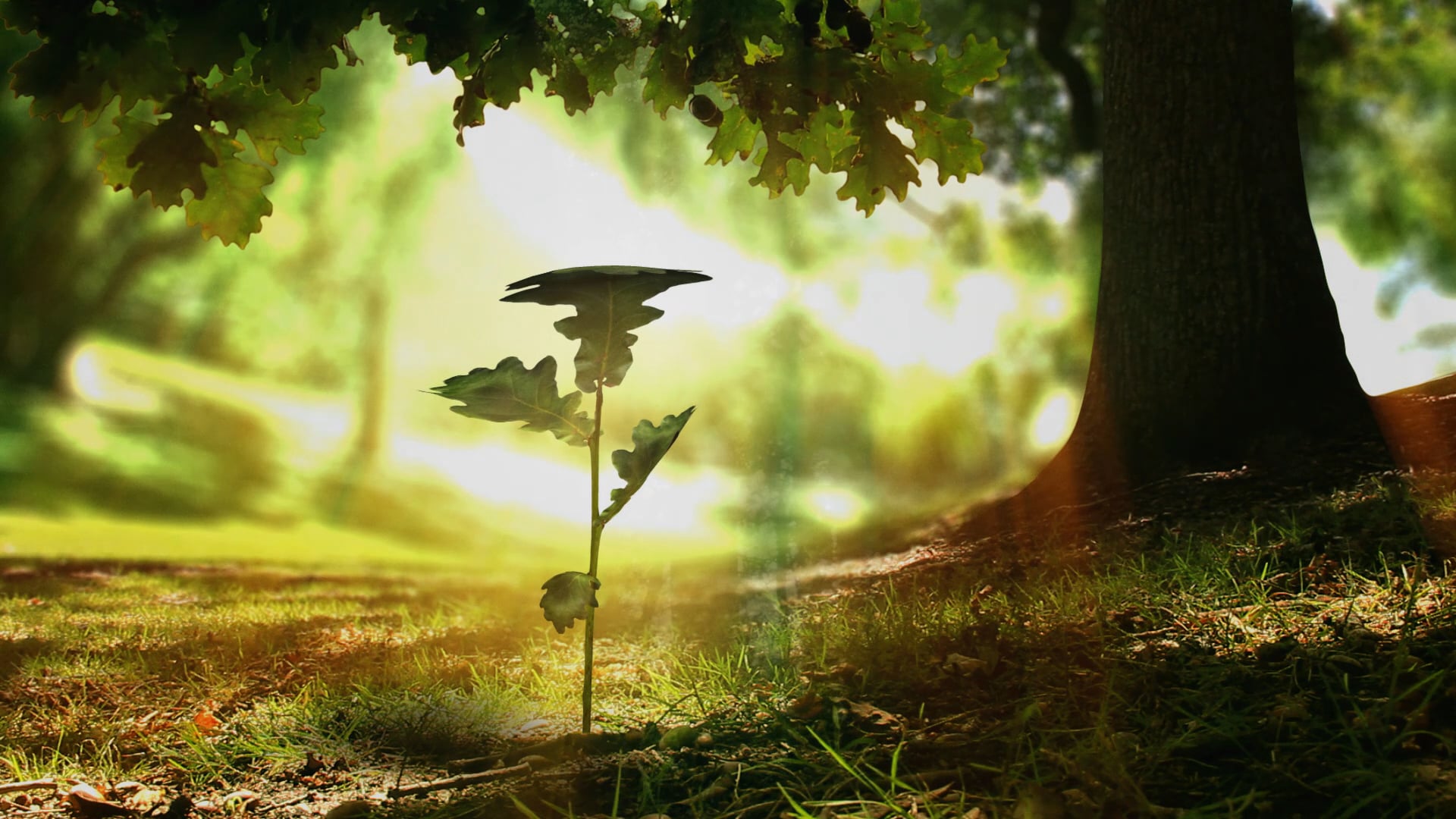 Life in Christ—Part II